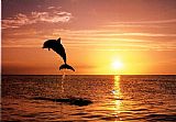 Dolphins by Sea life